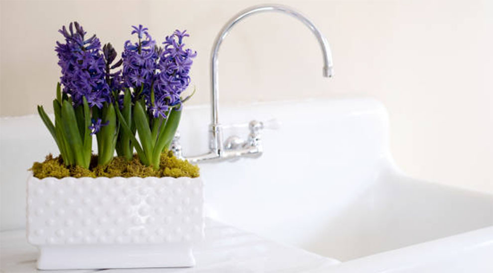 Hyacinths Tolerate Indoors