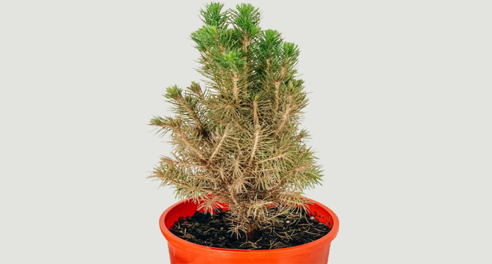 Indoor Pine Tree Dying After Turning Brown