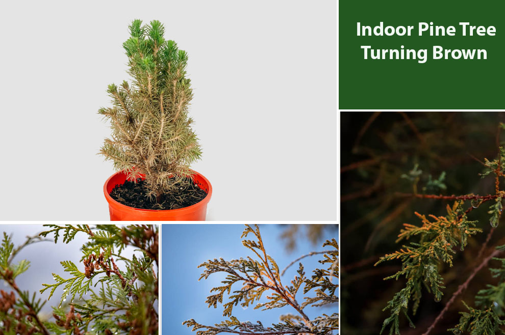  Indoor Pine Tree Turning Brown