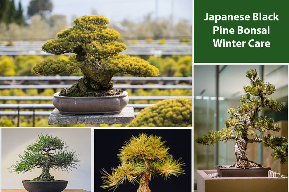 Japanese Black Pine Bonsai Winter Care 