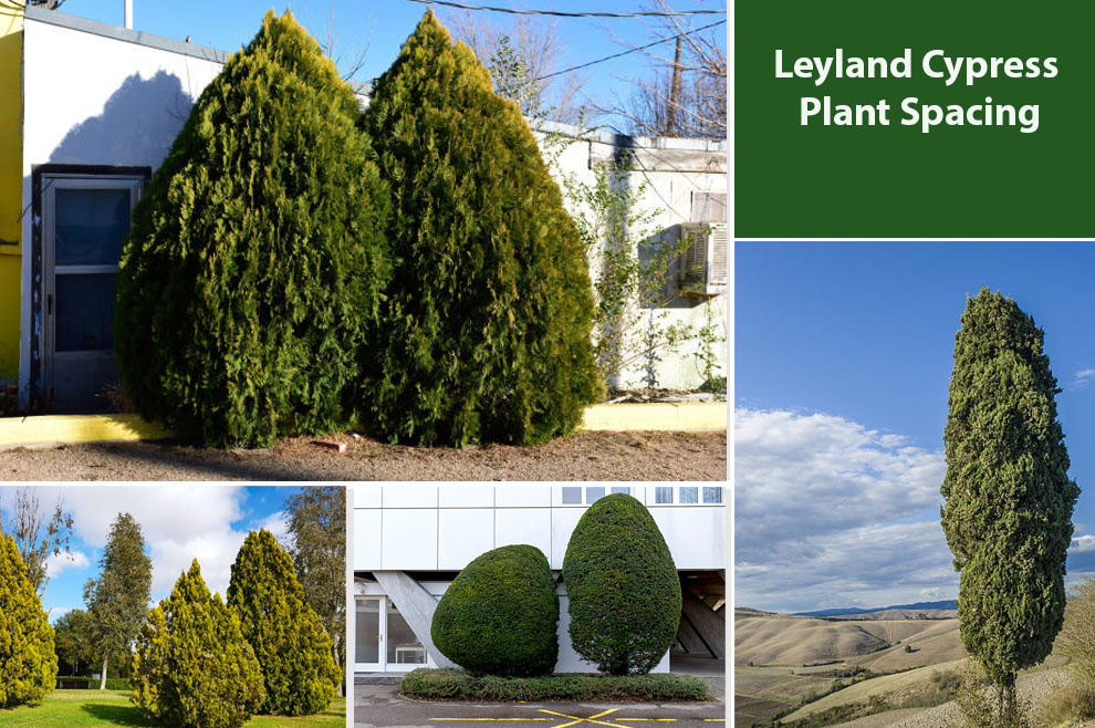 Leyland Cypress Plant Spacing