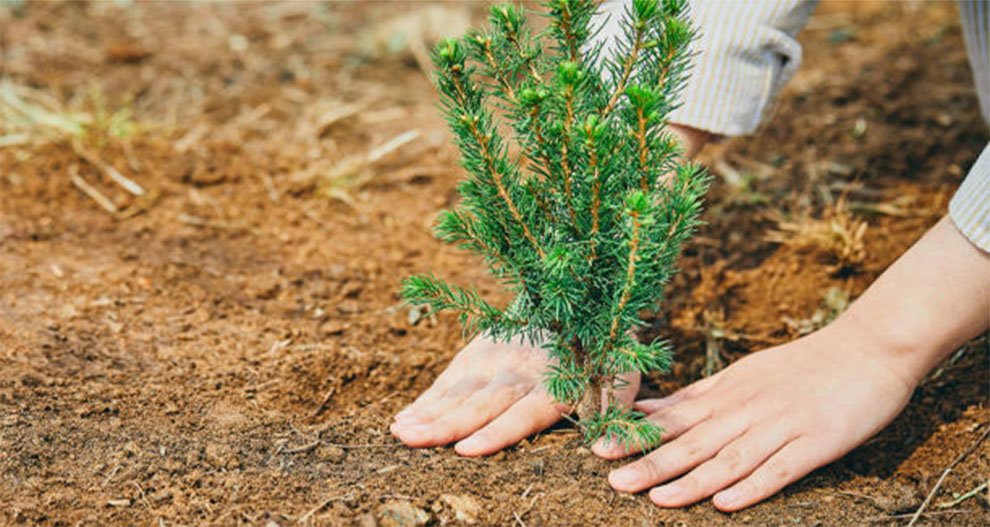 Leyland Cypress Trees