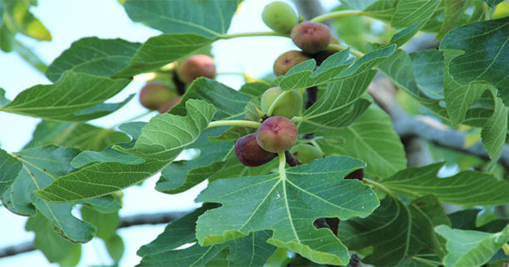 Lifespan Of a Fig Tree