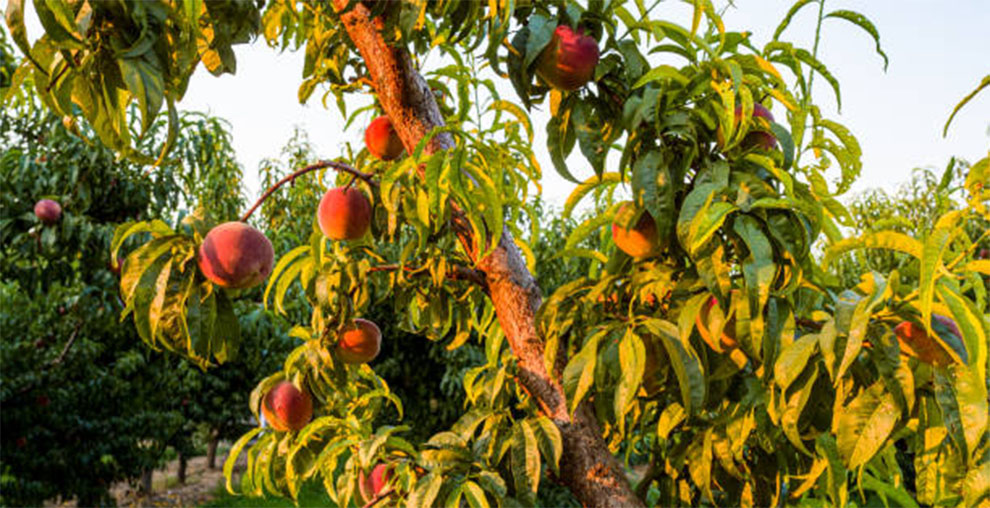 Common Mistakes to Avoid While Fertilizing Apple Trees