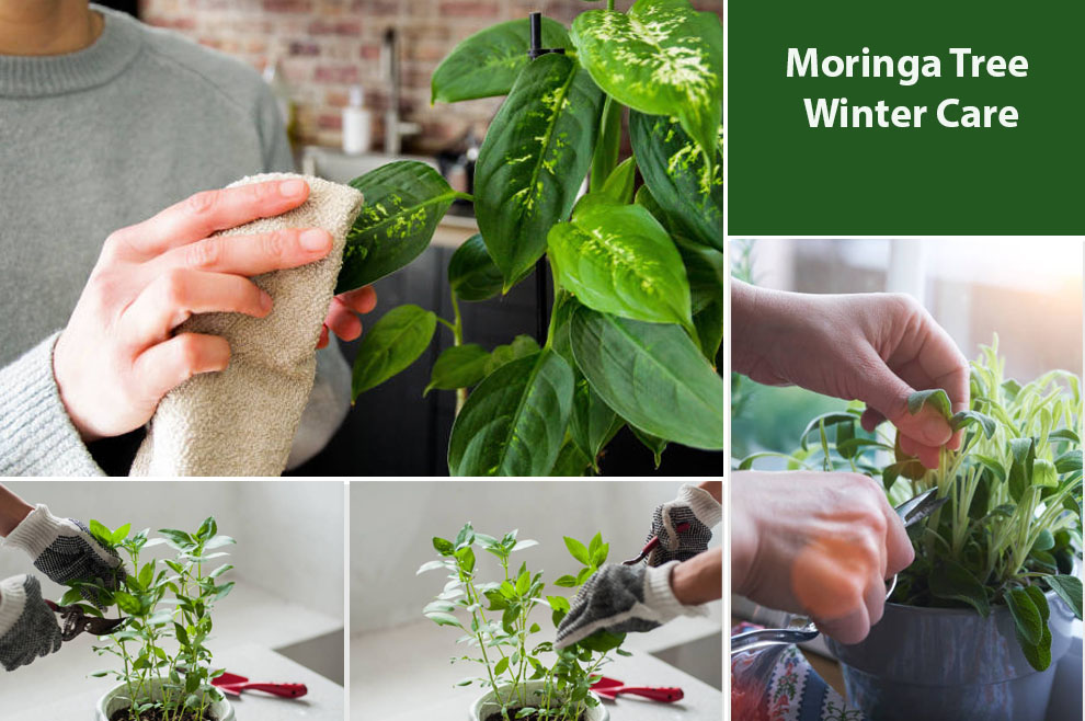 Moringa Tree Winter Care