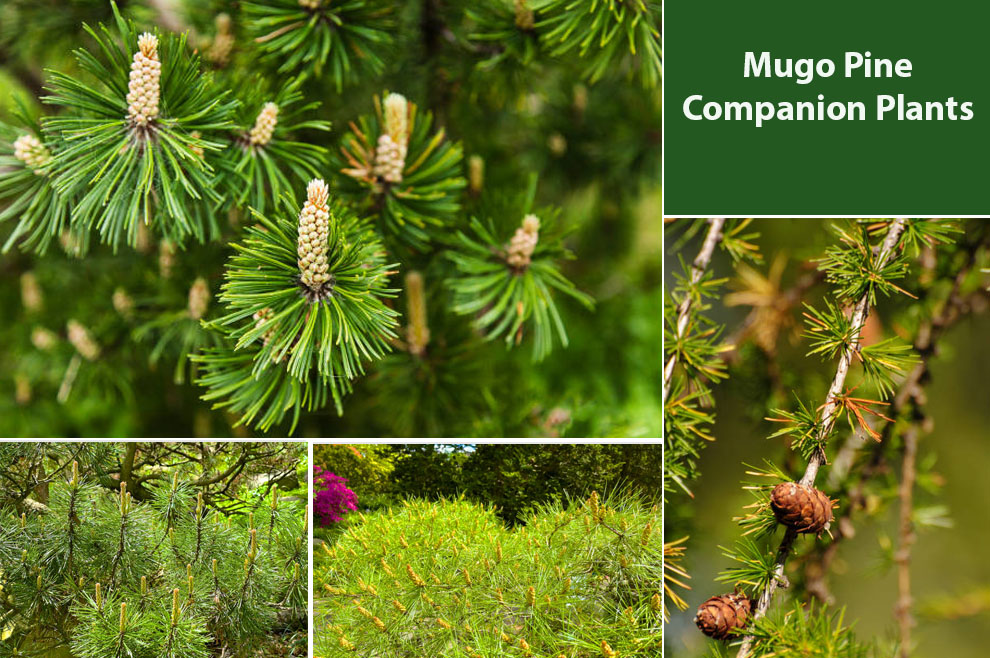 Mugo Pine Companion Plants 