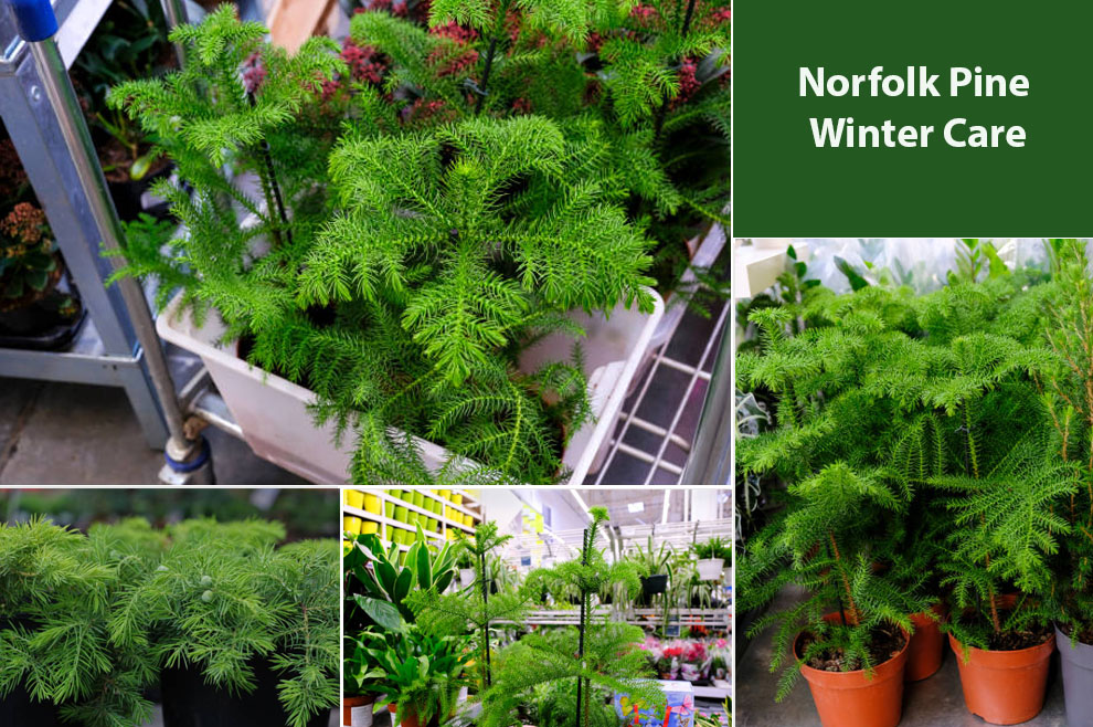 Norfolk Pine Winter Care
