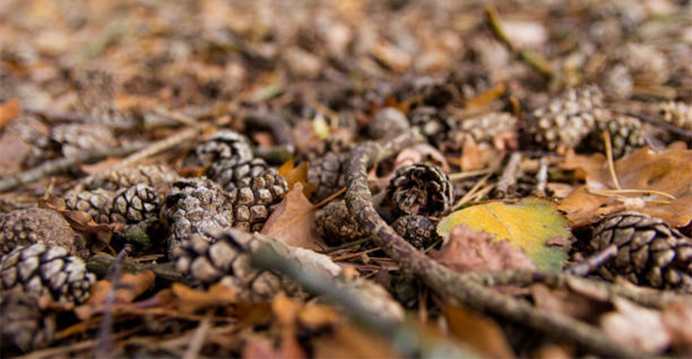 Pine Cone Dropping