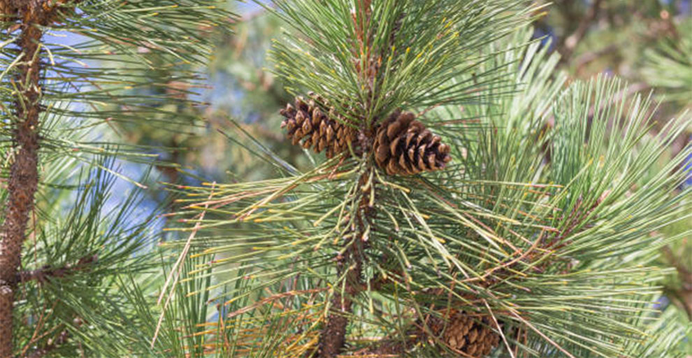 Pine Cone Lifecycle