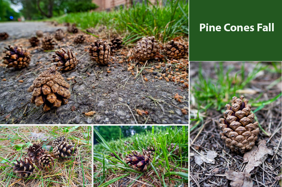 Pine Cones Fall