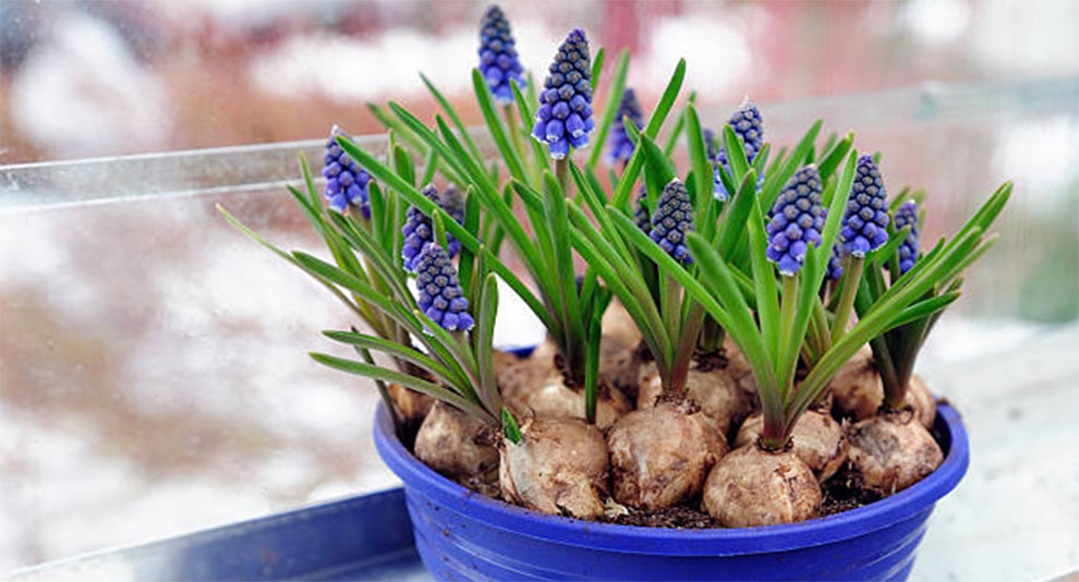 Plant Hyacinth Bulbs