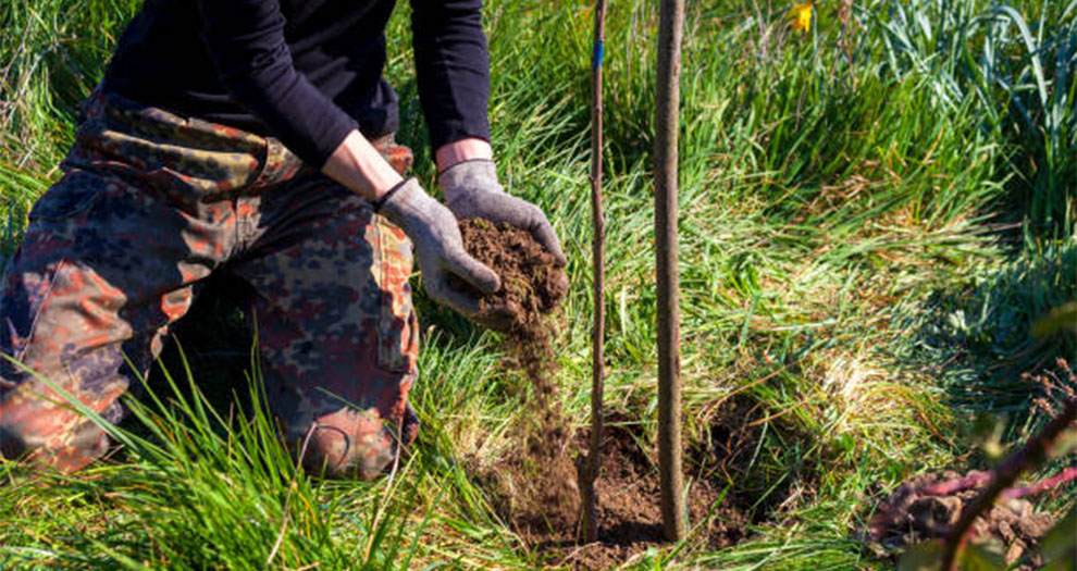 Planting the Right Fruit Trees
