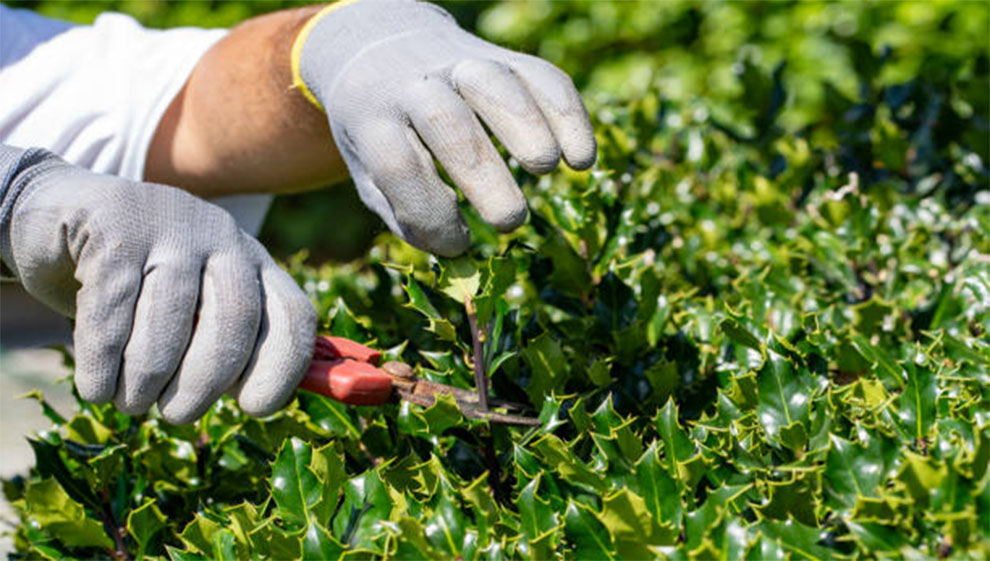 Prune a Holly bush