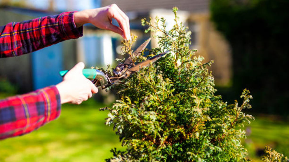 Pruning Evergreen Bushes
