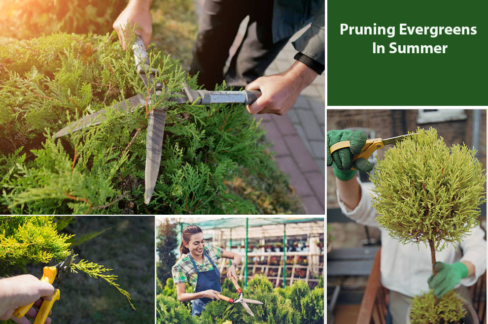 Pruning Evergreens In Summer