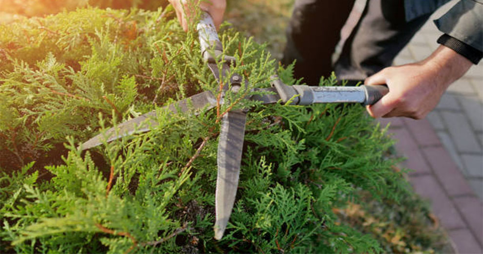 Pruning Evergreens