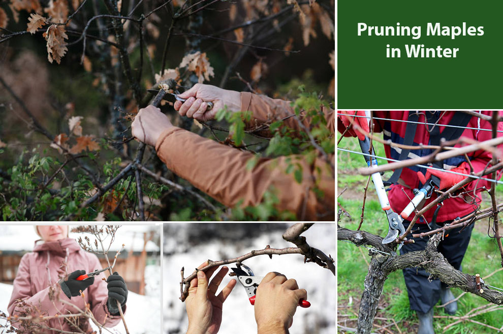 Pruning Maples in Winter