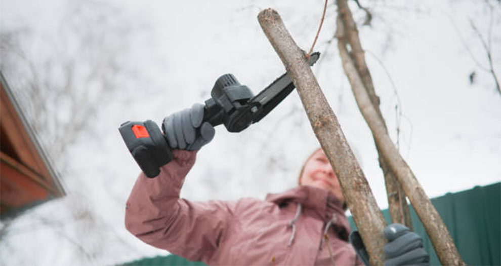Pruning Techniques for Maple Trees