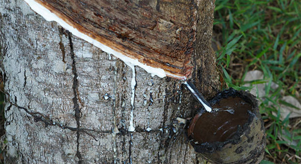 Sap Bleeding in Maple Trees