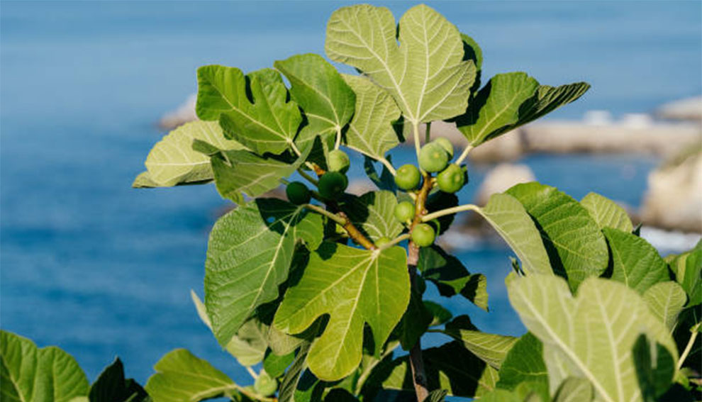 Seasonal Care for Fig Trees