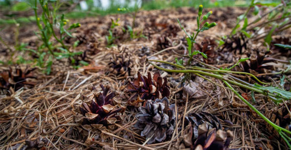 Seasonal Changes and Pine Cone Triggers