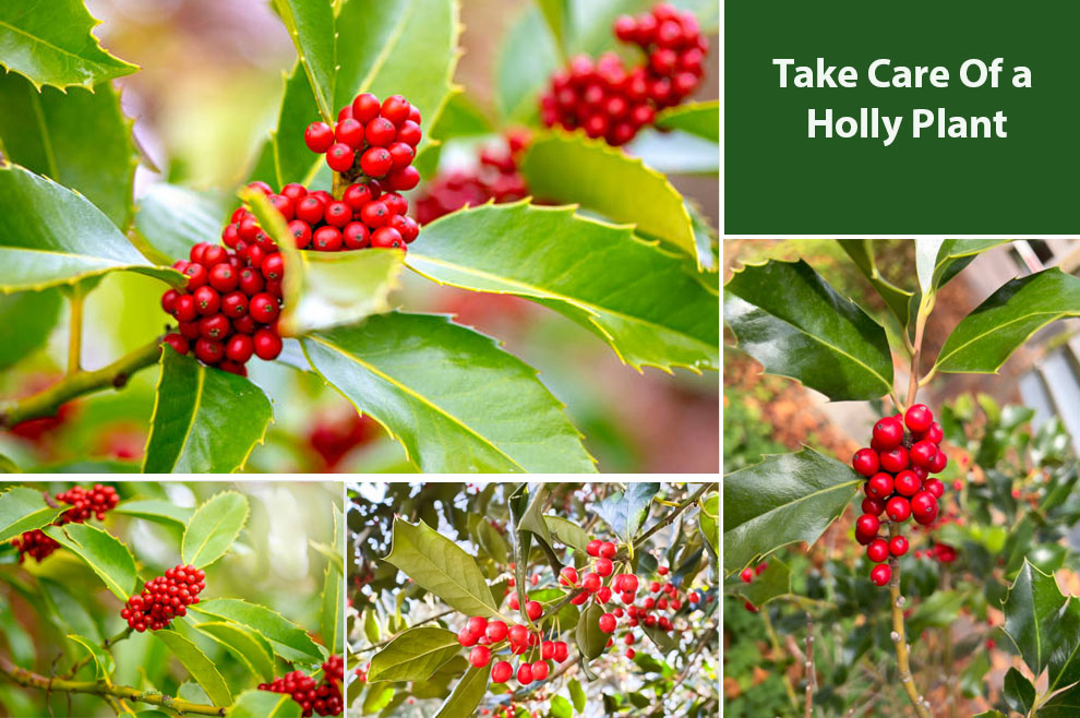 Take Care Of a Holly Plant