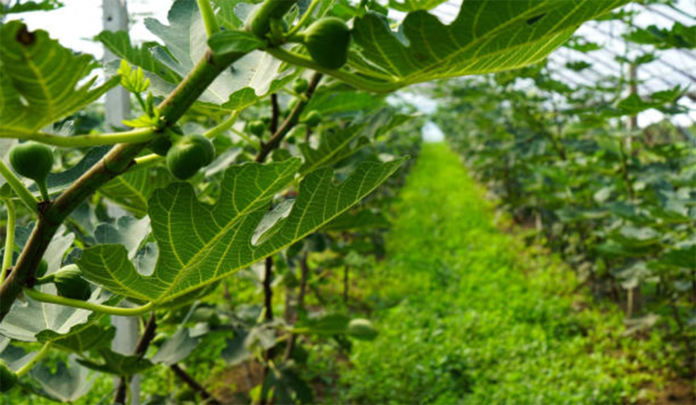 Temperature And Humidity Level is Good for Fig Trees