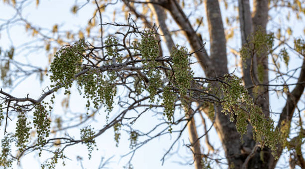 Thornless Acacia Varieties