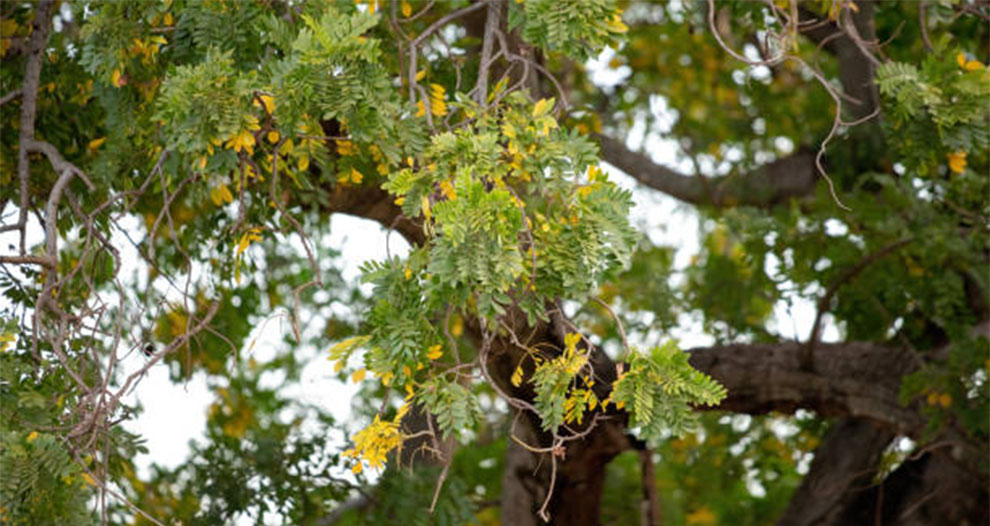 Thorny Acacia Varieties
