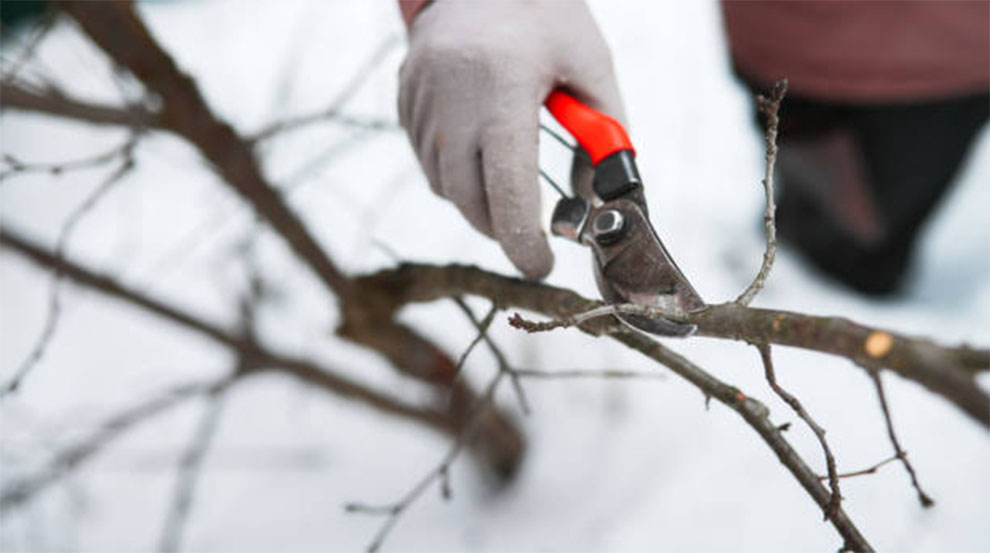 Trimming Maples In Winter