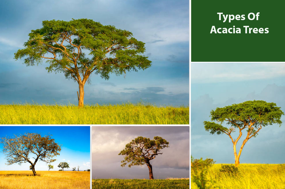 Types of Acacia Trees