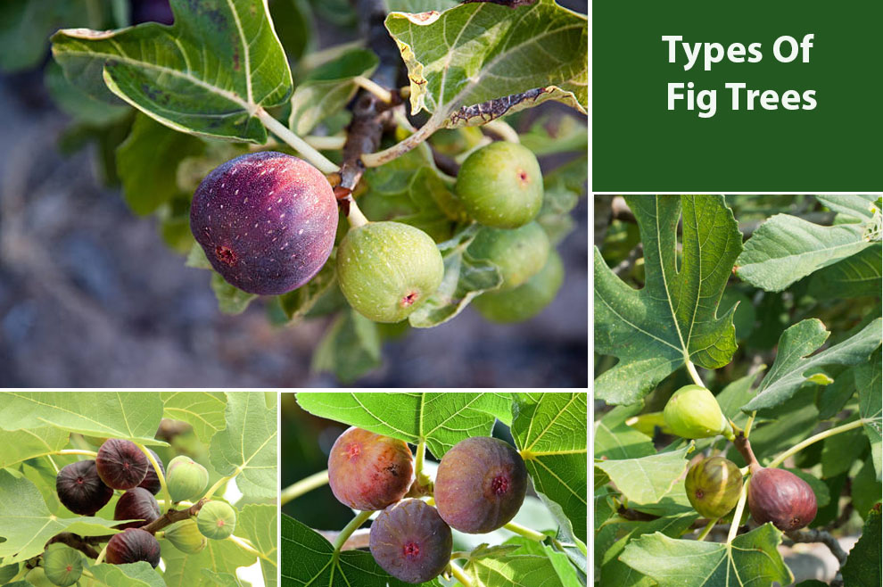 Types Of Fig Trees