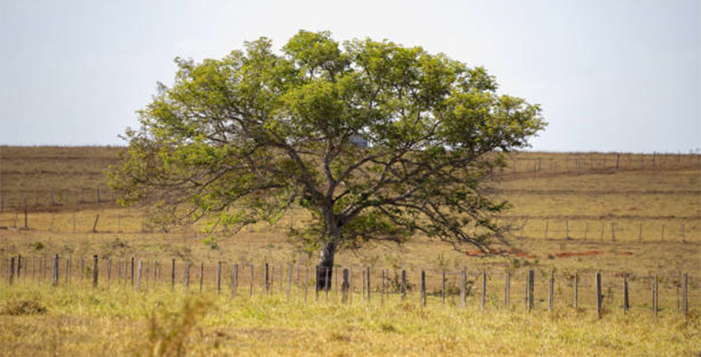 Unique and Unusual Acacia Species