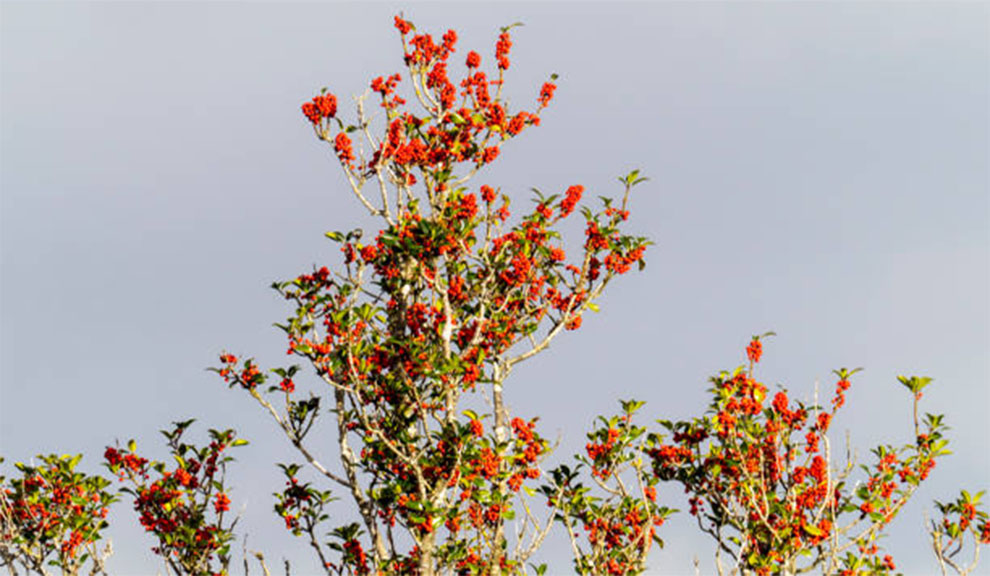 Uses of Holly Bushes