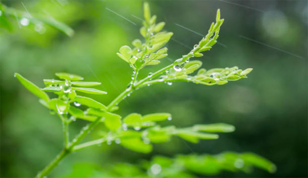 Water Moringa