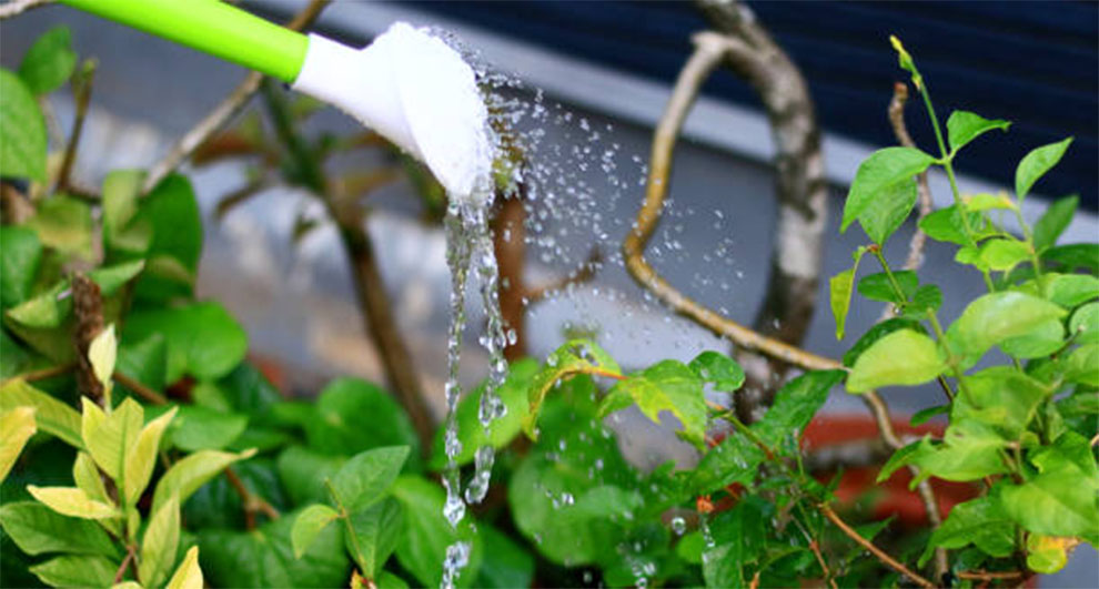 Watering Moringa in Winter