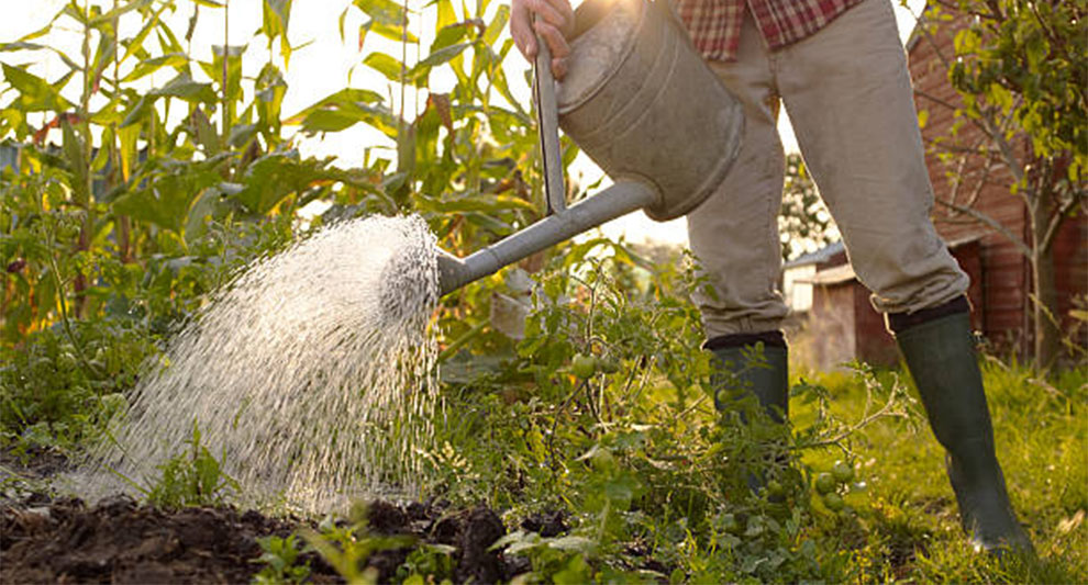 Watering Schedule