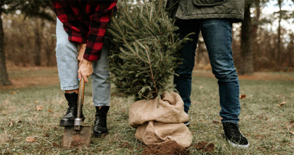 Winter Planting