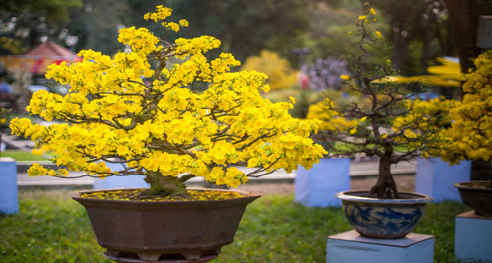 Yellowing Leaves